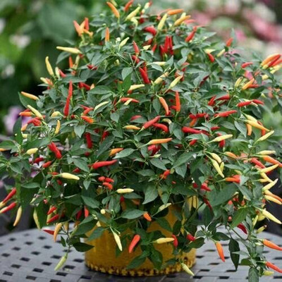 Aywal Long Heirloom Chilli Seed(3000 per packet)