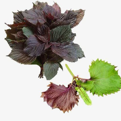 VibeX TLX-41 - Vietnamese Perilla - (2250 Seeds) Seed(2250 per packet)