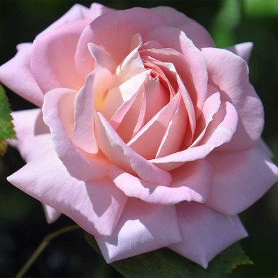 CYBEXIS PUAS-9 - Pink Rose Bush - (100 Seeds) Seed(100 per packet)