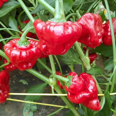 Biosnyg Organic Red Scotch Bonnet Chilli Vegetable Seeds for Garden-(2000 Seeds) Seed(2000 per packet)