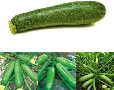 CYBEXIS Green Zucchini Seed400 Seeds Seed(400 per packet)
