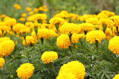 Avysa African गेंदे का फूल /Flower Marigold/Gainda Yellow Seed(100 per packet)