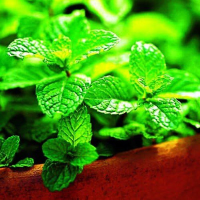 Qualtivate AXL-1AT Kentucky Colonel Spearmint Seeds Seed(200 per packet)