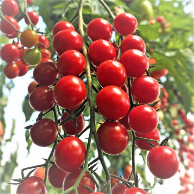 Aywal Hybrid Pusa Ruby High Yield Tomato Seed(500 per packet)