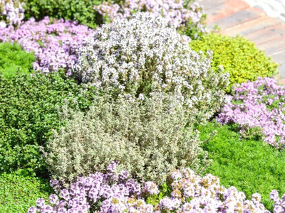 Qualtivate AXL-1AT Creeping Thyme Culinary Herb Seed(50 per packet)