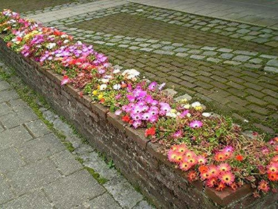 CYBEXIS Flower F1 Hybrid Ice Plant Seeds Good Germinetion Seed(50 per packet)