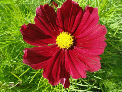 VibeX PUAS-26 - Gazebo Red Cosmos Flower - (30 Seeds) Seed(30 per packet)