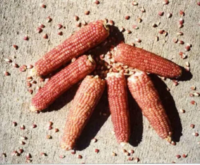 WILLVINE HAR -XII Popcorn Early Pink -[100g] Seed(400 per packet)