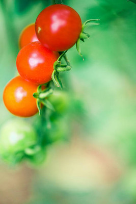 Nature Vit tomato Seed(85 per packet)