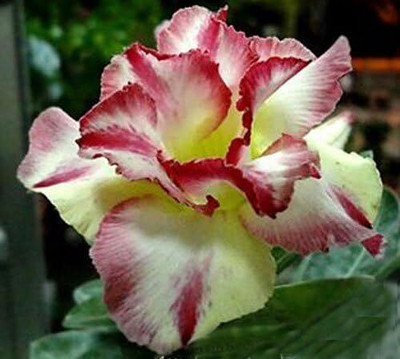 Qualtivate LX-340 Adenium Desert Roses Double-Stormwind Seed(30 per packet)