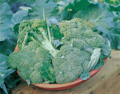 WILLVINE SCI -II F1 Hybrid de Cicco Broccoli Seeds [10g] Seed(3000 per packet)