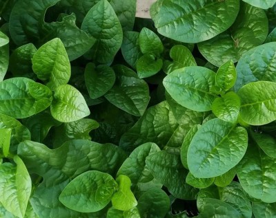 Qualtivate PUAS-8A Malabar Spinach for Planting Seed(50 per packet)