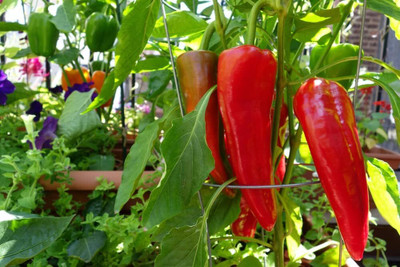 Biosnyg Non GMO Long Red Marconi Sweet Pepper Seeds For Gardening-(1000 Seeds) Seed(1000 per packet)
