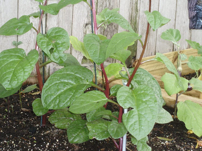 CYBEXIS HUA-48 - Red Malabar Spinach - (2250 Seeds) Seed(2250 per packet)