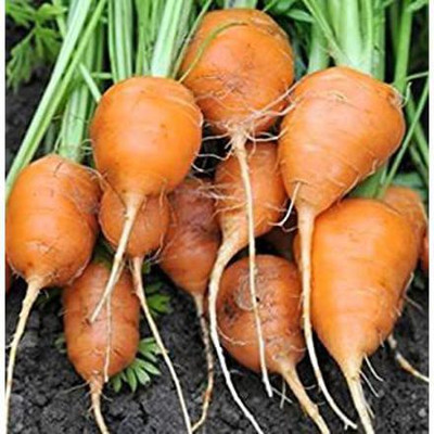 CYBEXIS Mini Round Imported Carrot Variety2000 Seeds Seed(2000 per packet)
