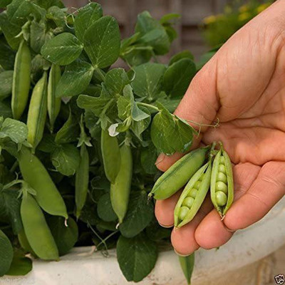 VibeX ® XLR-542 Tom Thumb' Dwarf Shelling Pea Seed(50 per packet)