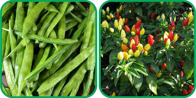 WILLVINE PUSA -VIII Ornamental Chilli And Cluster Beans[10gm, 2000 Seeds] Seed(2000 per packet)