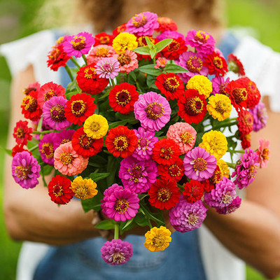 UGRA Zinnia Lilliput Mix Seed(10 per packet)