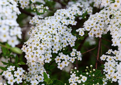 MAA gypsophila flower Seed(100 per packet)