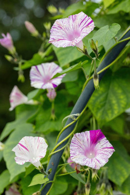 the green dotcom Morning Glory Flower Seed(400 per packet)