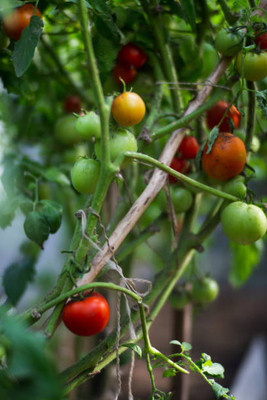 ARTA store tomato Seed(95 per packet)