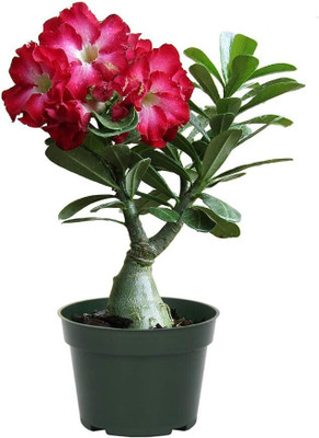 Qualtivate LX-595 True Desert Rose Seeds Seed(30 per packet)