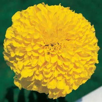 CYBEXIS NBIR-76 - Inca II Gold Hybrid Marigold - (2250 Seeds) Seed(2250 per packet)