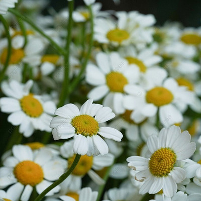 Seedsqlty White chrysanthemum flower seeds Seed(45 per packet)