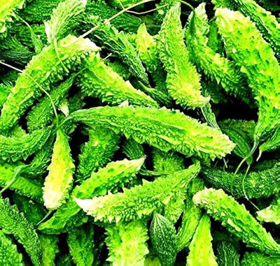 Paudhaa F1 BEST QUALITY BITTER GOURD SEEDS Seed(30 per packet)