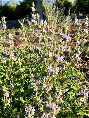 CYBEXIS TLX-7 - Black Sage - (150 Seeds) Seed(150 per packet)