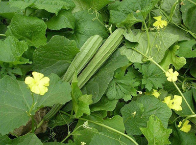 CYBEXIS XLR-23 - Ridge Gourd Turai - (100 Seeds) Seed(100 per packet)