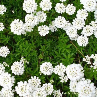Lorvox Candytuft (Perennial) Snowflake Seed(118 per packet)