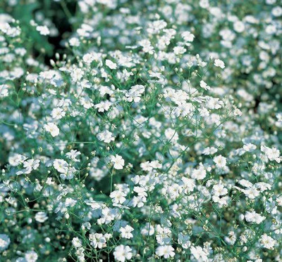 CYBEXIS Gypsophila paniculata Seed(50 per packet)