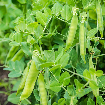 Kodali 49 Pcs-Bean Seed Seed(49 per packet)