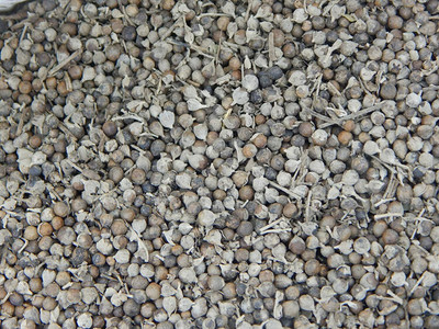 Urancia Sambhalu Nirgundi Vitex Negundo Seeds 200g Seed(1 per packet)