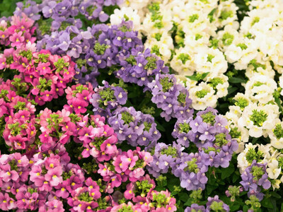 Lorvox Nemesia Mixed Flower Seed(100 per packet)