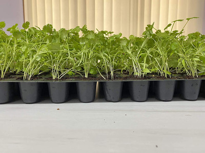 KNESSiN -Cilantro - Coriander-{2000 Seeds} Seed(2000 per packet)
