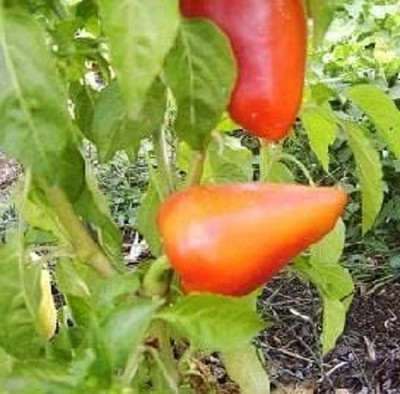 Biosnyg Organic Romanian Sweet Pepper Vegetable Seeds for Garden-(4000 Seeds) Seed(4000 per packet)