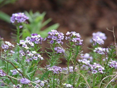 Avysa Alyssum – Sweet Royal Carpet Seed(50 per packet)