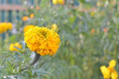 GCS Kantola Seeds marigold/gende ka phool flower seeds Seed(75 per packet)