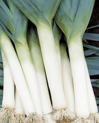 KANAYA Leek Seeds For Home Garden Seed(10 per packet)