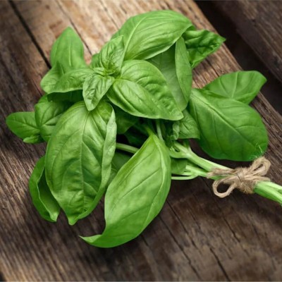 XEFRA Italian Large Leaf Basil Organic Seed(100 per packet)