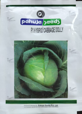 HYBRID 10g , cabbage seed highest yield variety best result Seed(1 per packet)