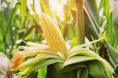 WILLVINE MEH -XI Hybrid Bisco X-5219 Corn -[250g] Seed(1000 per packet)