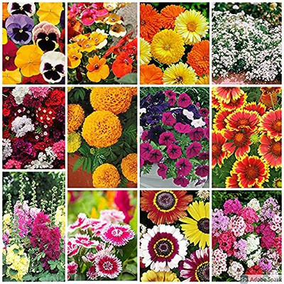LPR MIX COMBO, FLOWER COMBOO Seed(50 per packet)