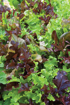 CYBEXIS VVI-89 - Gourmet Blend Lettuce - (1350 Seeds) Seed(1350 per packet)