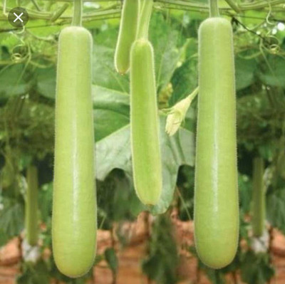ENINE Long Bottle Gourd Seed(30 per packet)