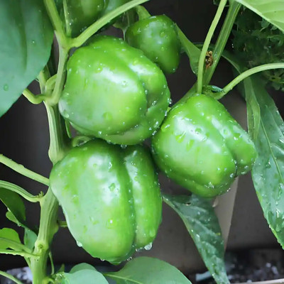 DEYS AGRO ™ capsicum seeds,capsicum green vegetable seeds Seed(50 per packet)