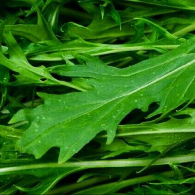 KNESSiN Brassica Juncea Seed(1250 per packet)