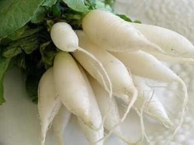 Qualtivate HUA-6A F1 Hybrid Radish Seeds Seed(300 per packet)